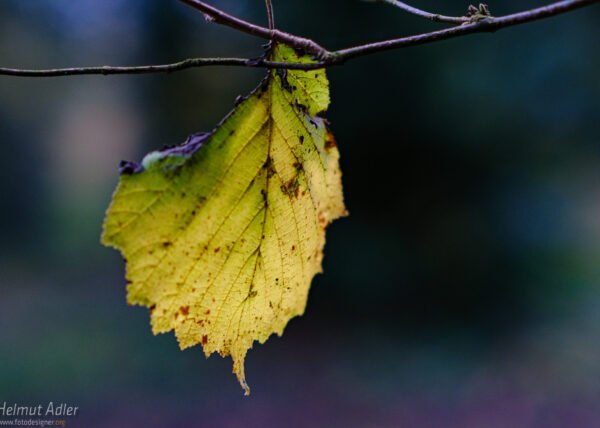 Herbst im Vest Recklinghausen DSCF0711