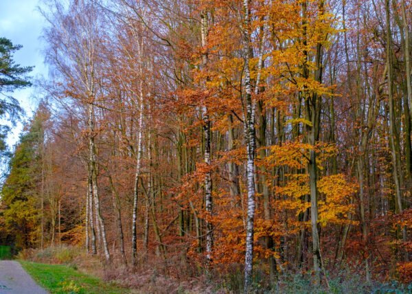 Herbst im Vest Recklinghausen DSCF0711