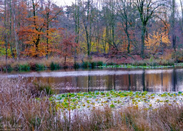 Herbst im Vest Recklinghausen DSCF0711