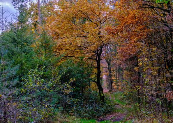 Herbst im Vest Recklinghausen DSCF0711