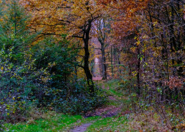 Herbst im Vest Recklinghausen DSCF0711