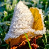 Leuchtende Herbstblätter mit Eiskristallen