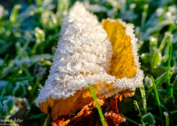 Farbig leuchtende Herbstblätter mit Eiskristallen