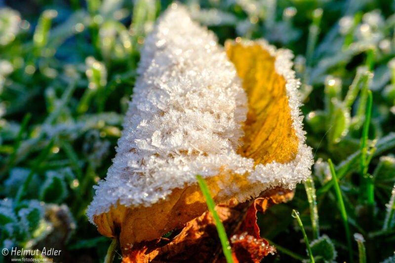 Farbig leuchtende Herbstblätter mit Eiskristallen